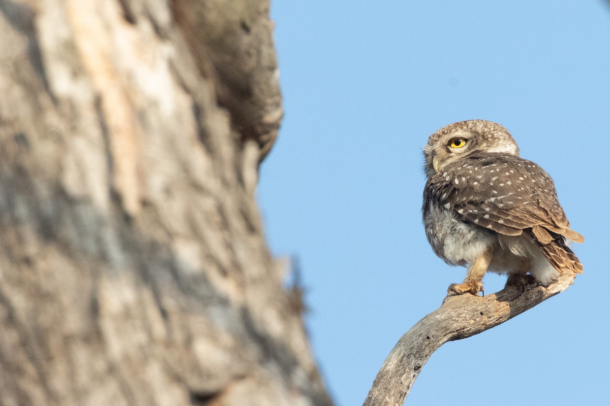 Spotted Owlet - Samanvitha Rao