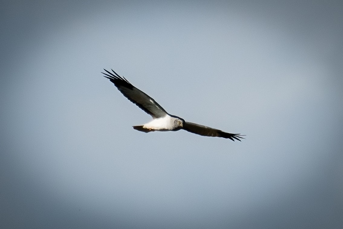 Hen Harrier - ML529399761