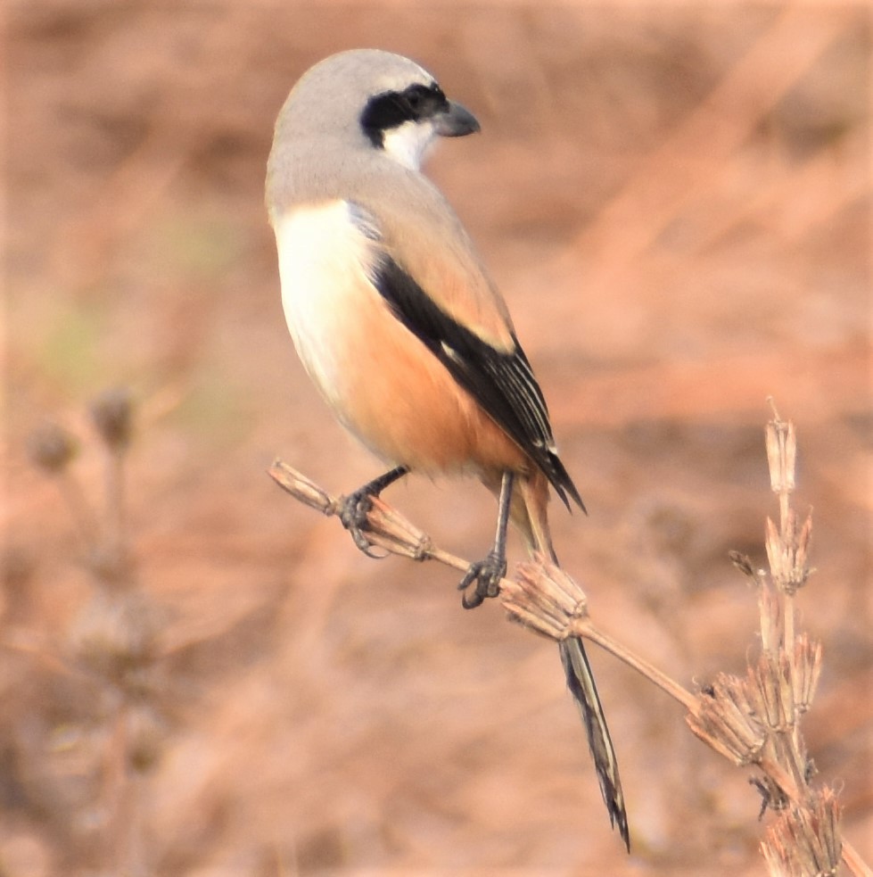 Long-tailed Shrike - ML529399861