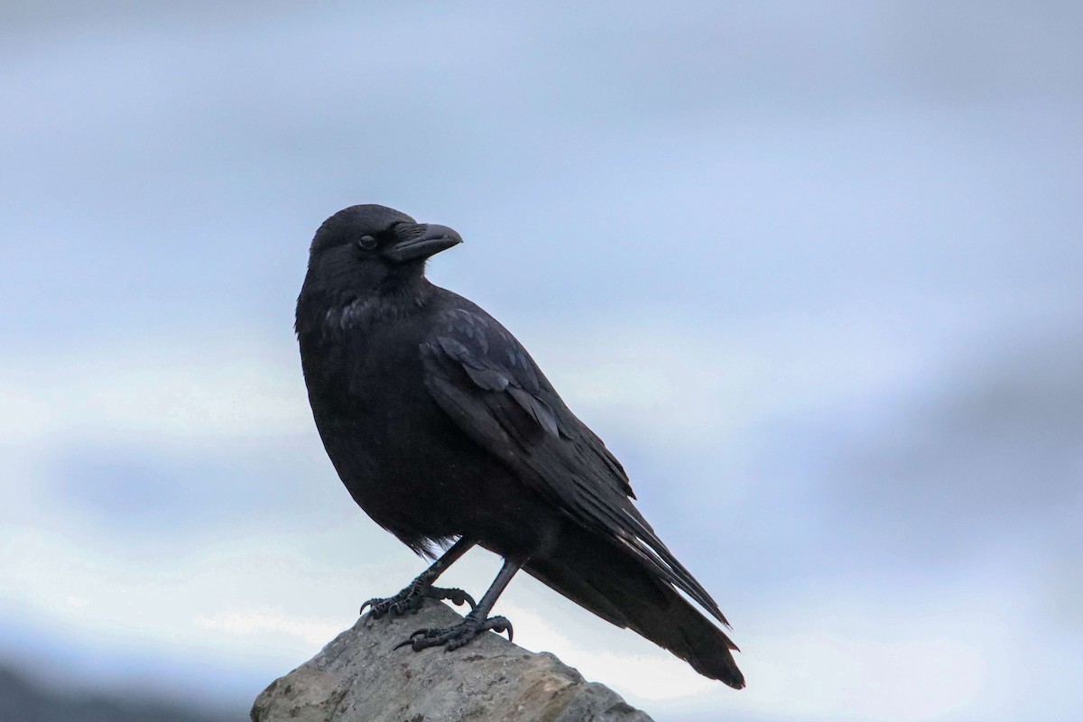 Carrion Crow - Gaëtan Canon