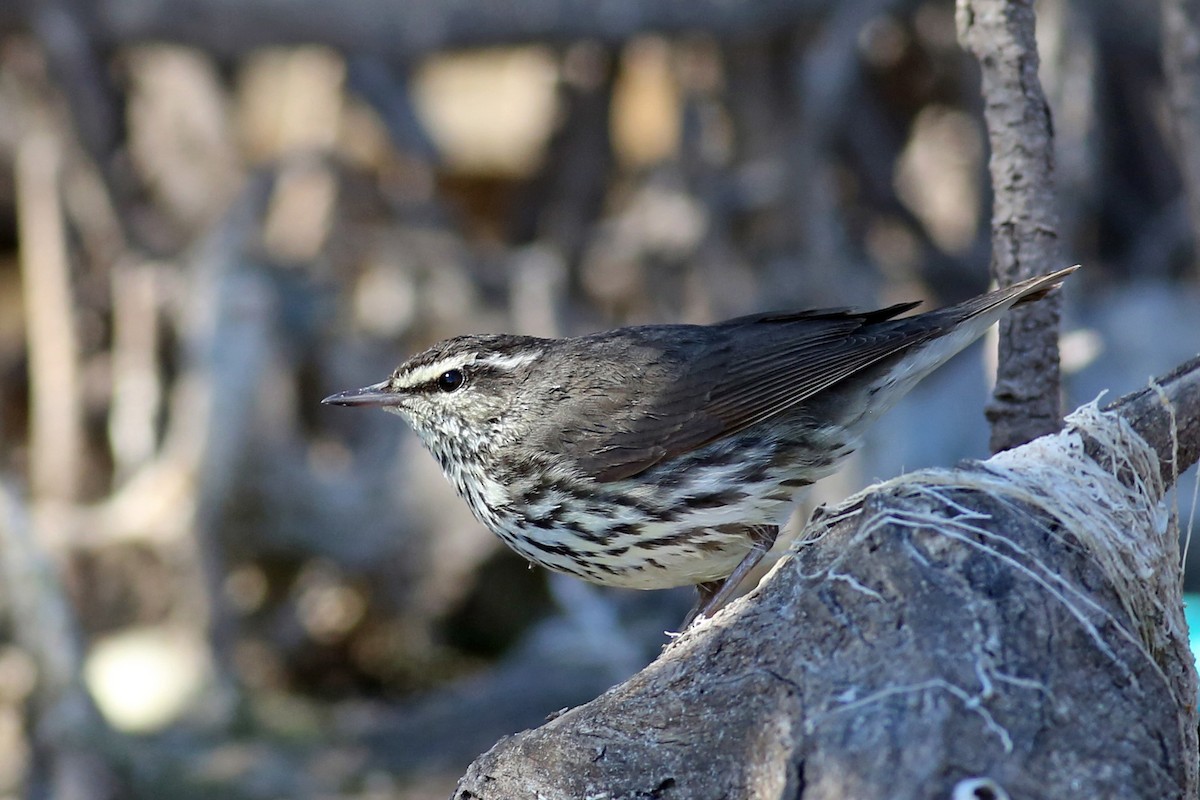 Northern Waterthrush - Marceline VandeWater