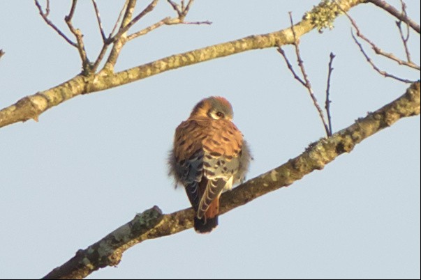 American Kestrel - ML529403091