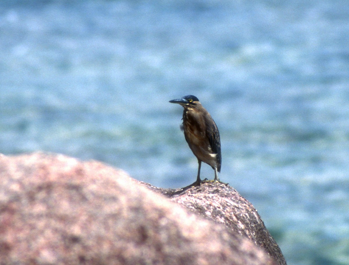 Striated Heron - Guy RUFRAY