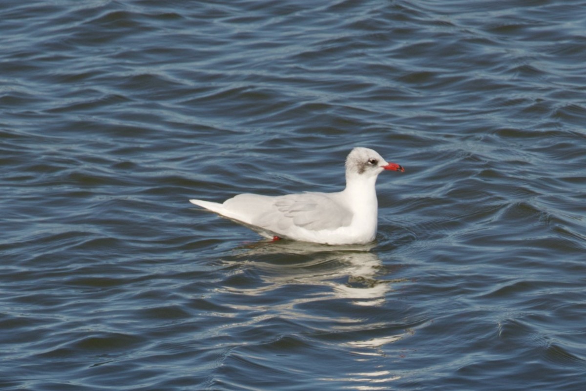 Mediterranean Gull - ML529404561