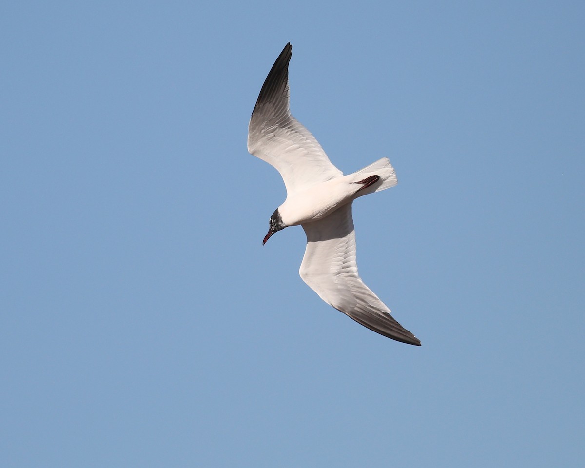 Laughing Gull - ML52940491