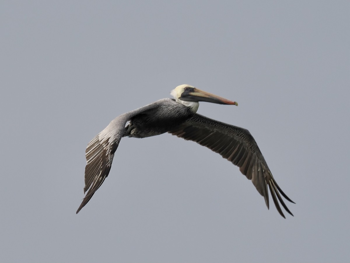 pelikán hnědý - ML529405031