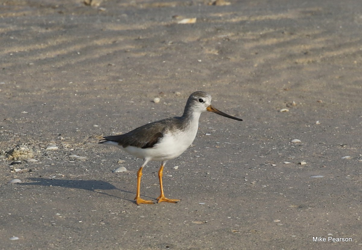 Terek Sandpiper - Mike Pearson