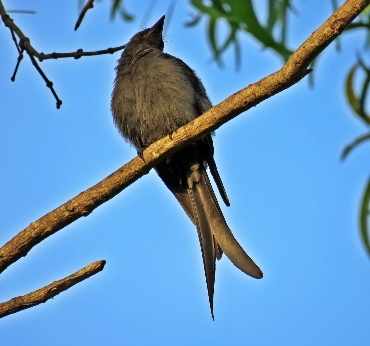 Drongo cendré - ML529408431