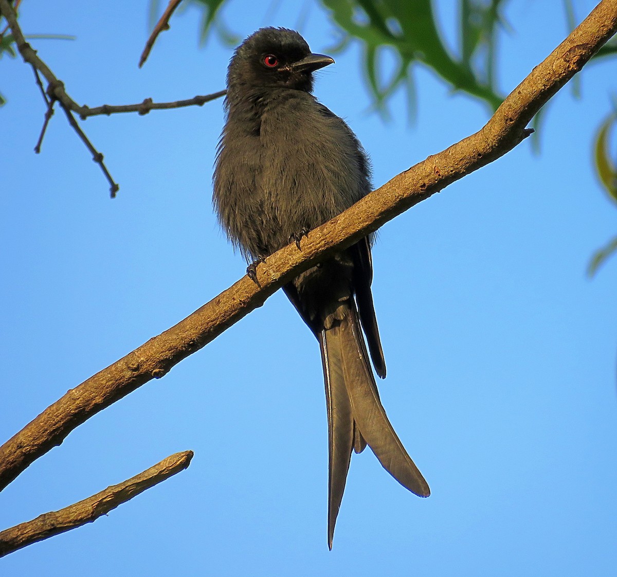 Drongo cendré - ML529408451