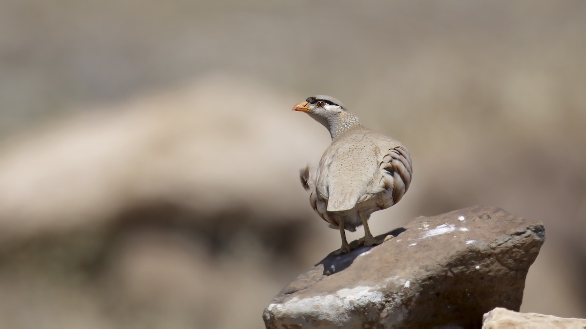 See-see Partridge - SONER SABIRLI