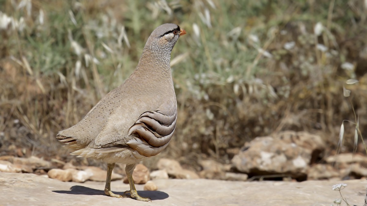 Persienwüstenhuhn - ML529409021