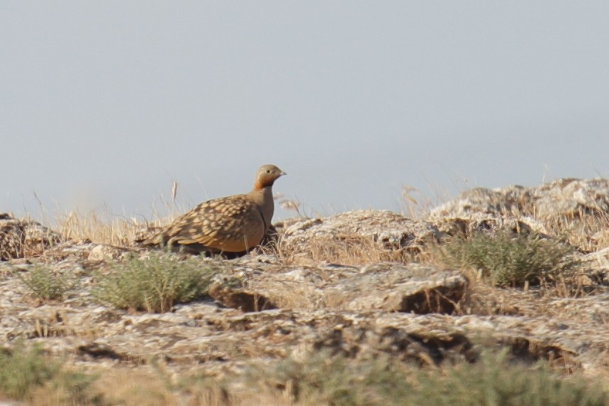 Black-bellied Sandgrouse - ML529409121