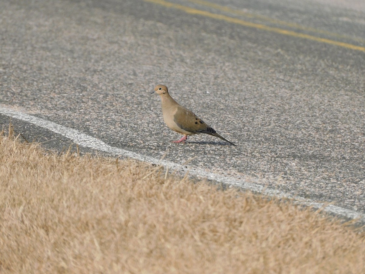 Mourning Dove - ML529409471
