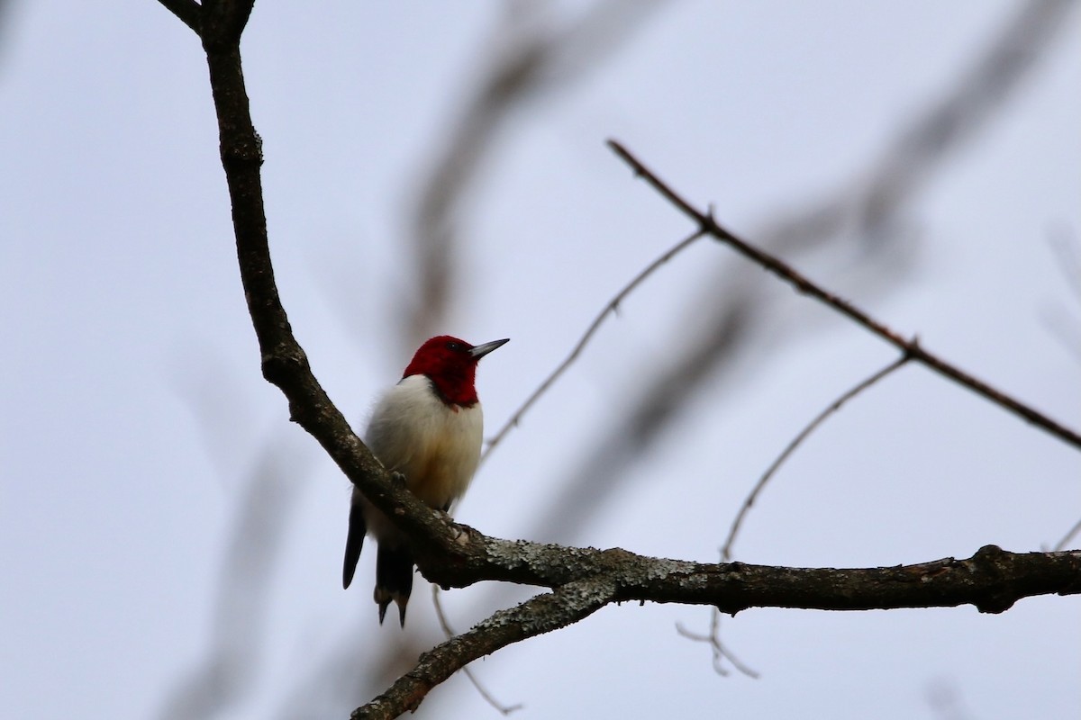 Red-headed Woodpecker - ML529409851
