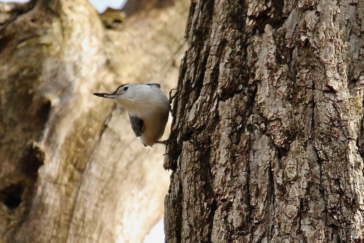 White-breasted Nuthatch - ML529410071