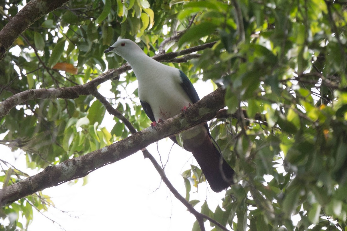 Elegant Imperial-Pigeon - ML529410251