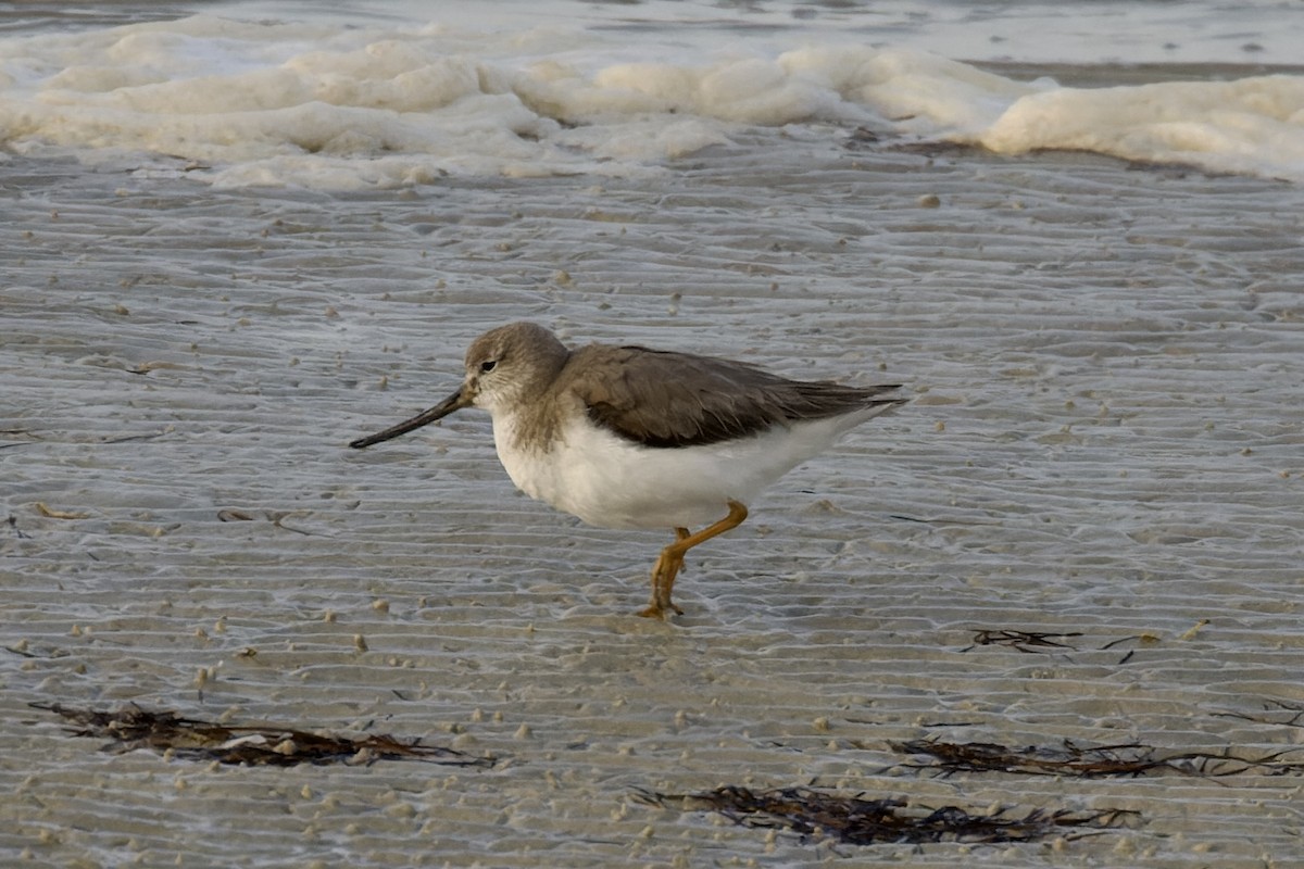 Terek Sandpiper - Ted Burkett