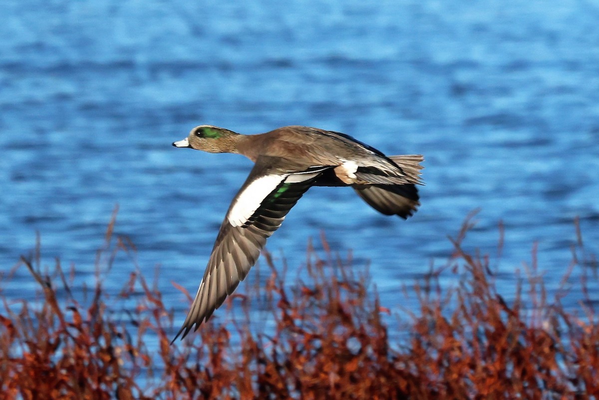 Green-winged Teal - ML529411961