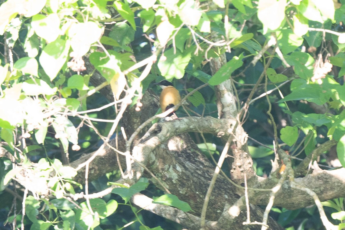 バンダカイノドグロヤイロチョウ - ML529412891