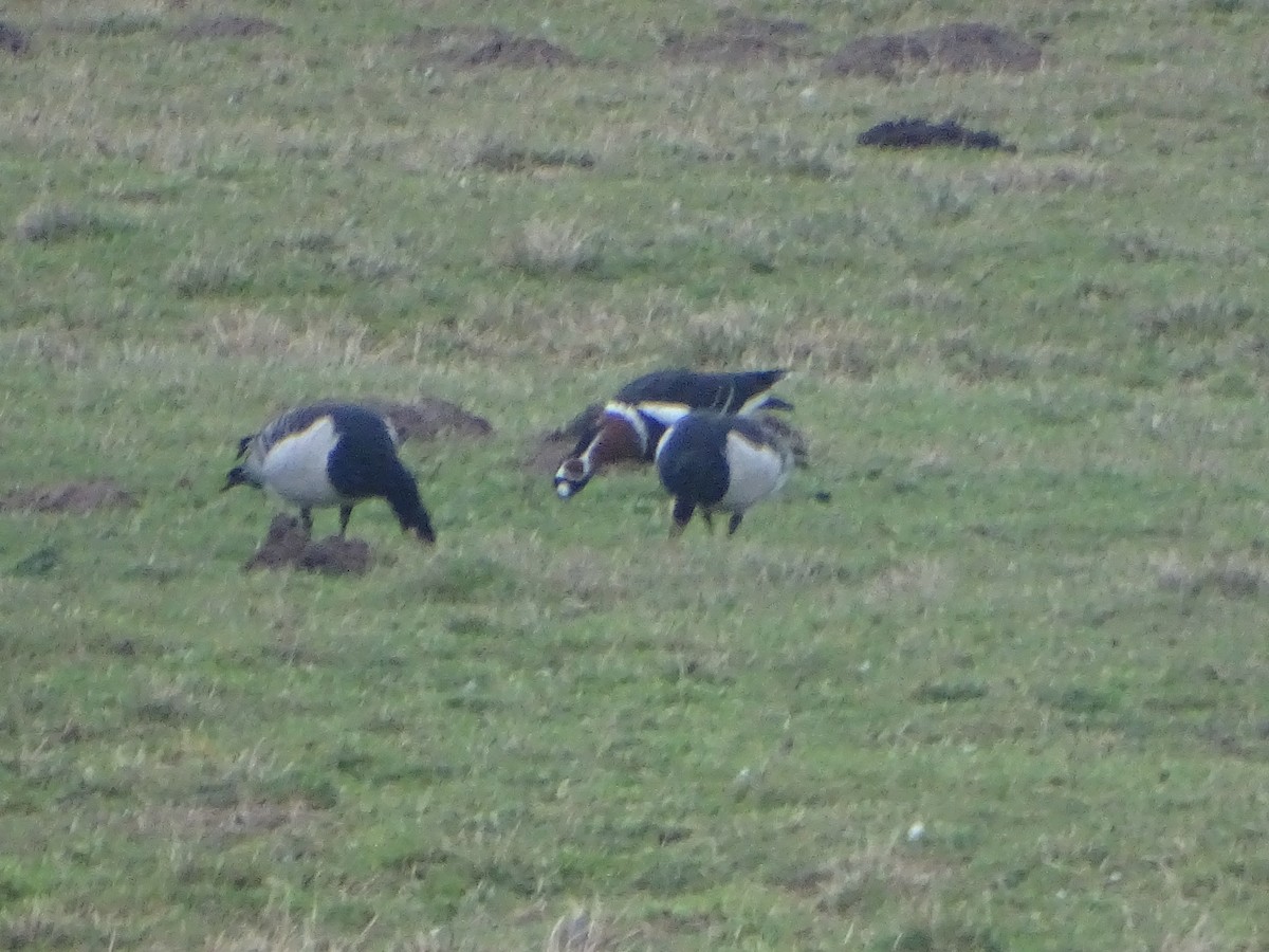 Red-breasted Goose - ML529413511