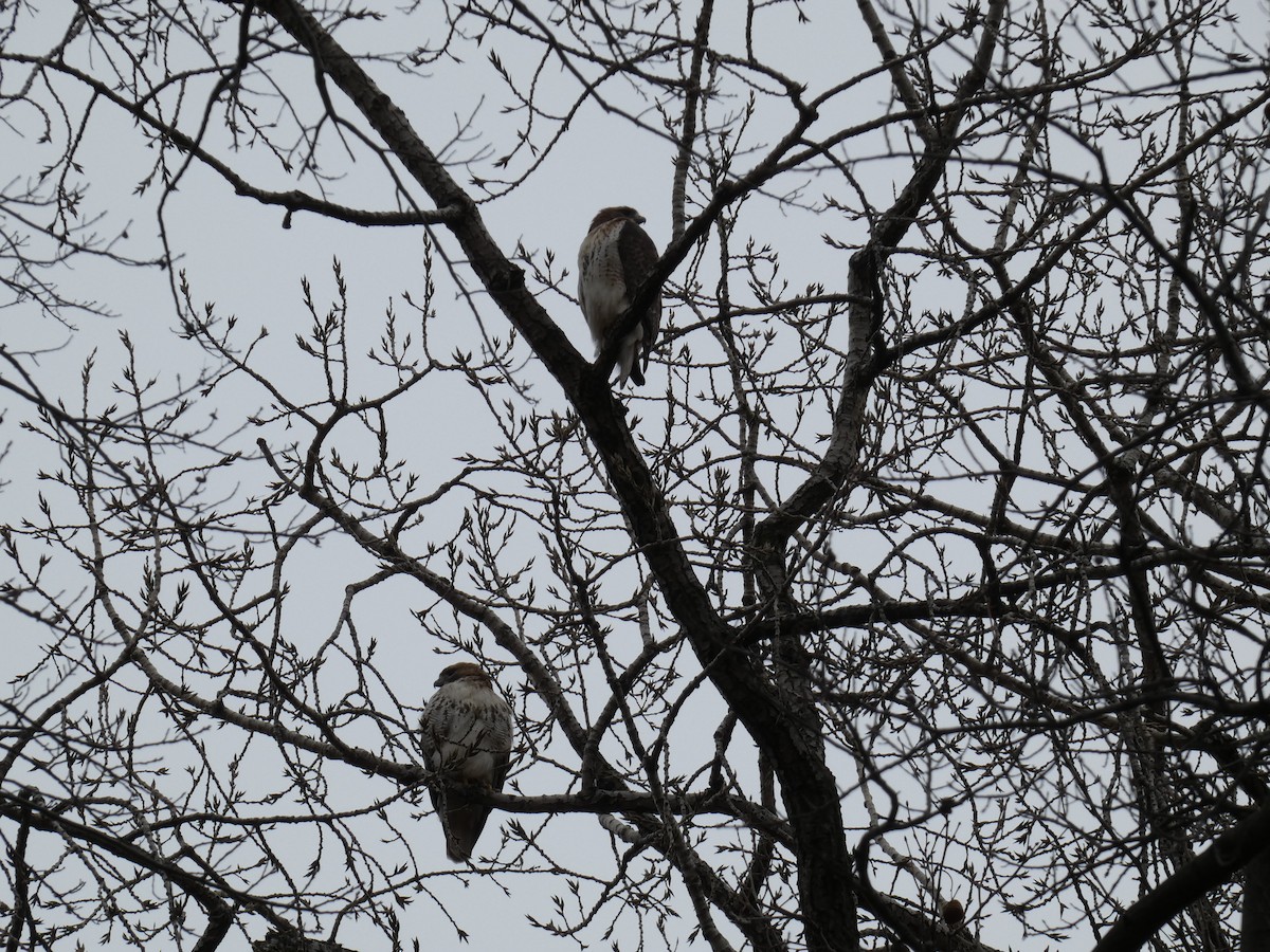 Red-tailed Hawk - ML529413671