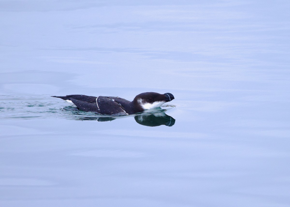 Razorbill - Darlene J McNeil