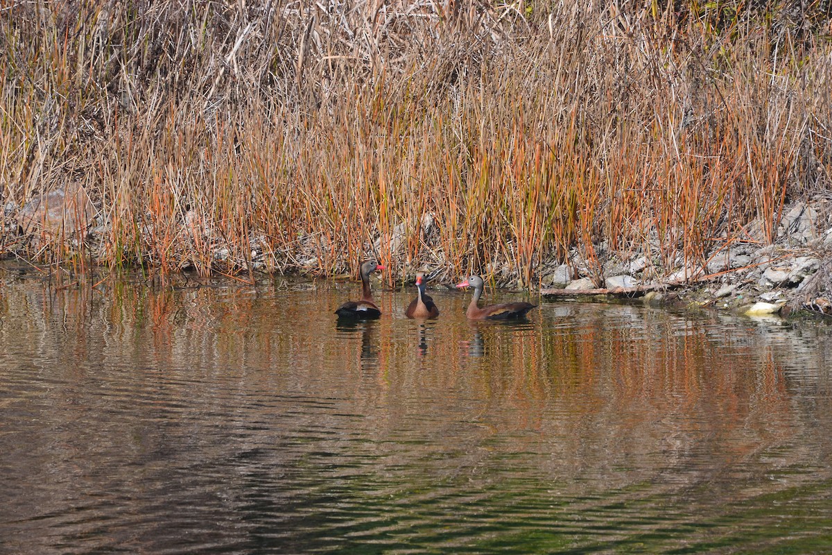 Black-bellied Whistling-Duck - ML529417851