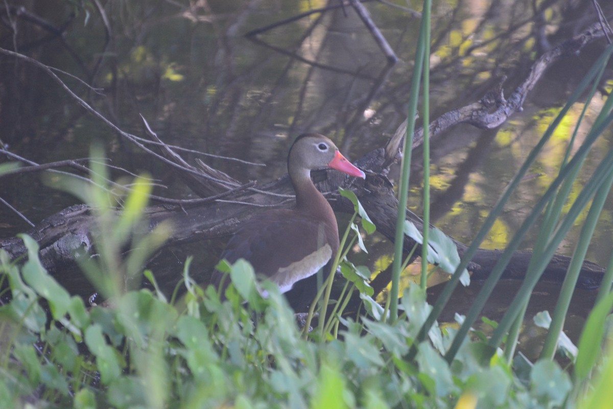 Black-bellied Whistling-Duck - ML529417861