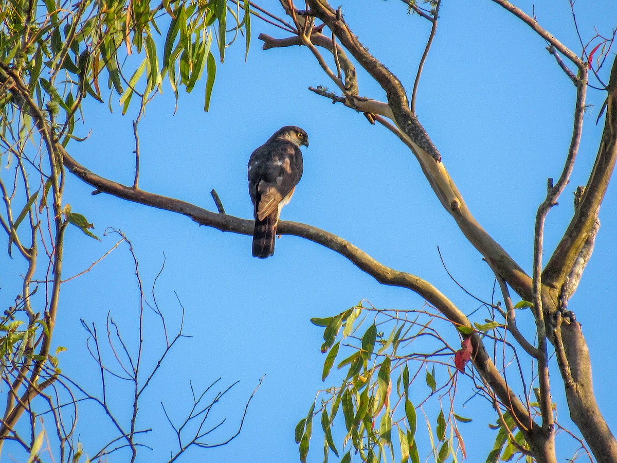 Sharp-shinned Hawk - ML529417971