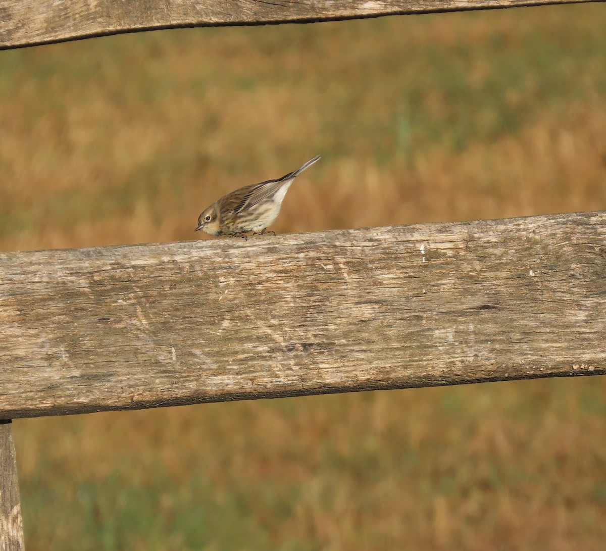 Yellow-rumped Warbler - ML529418741