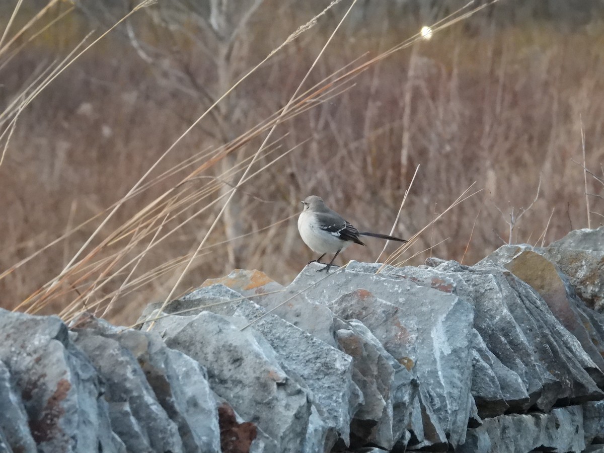 Northern Mockingbird - ML529418881