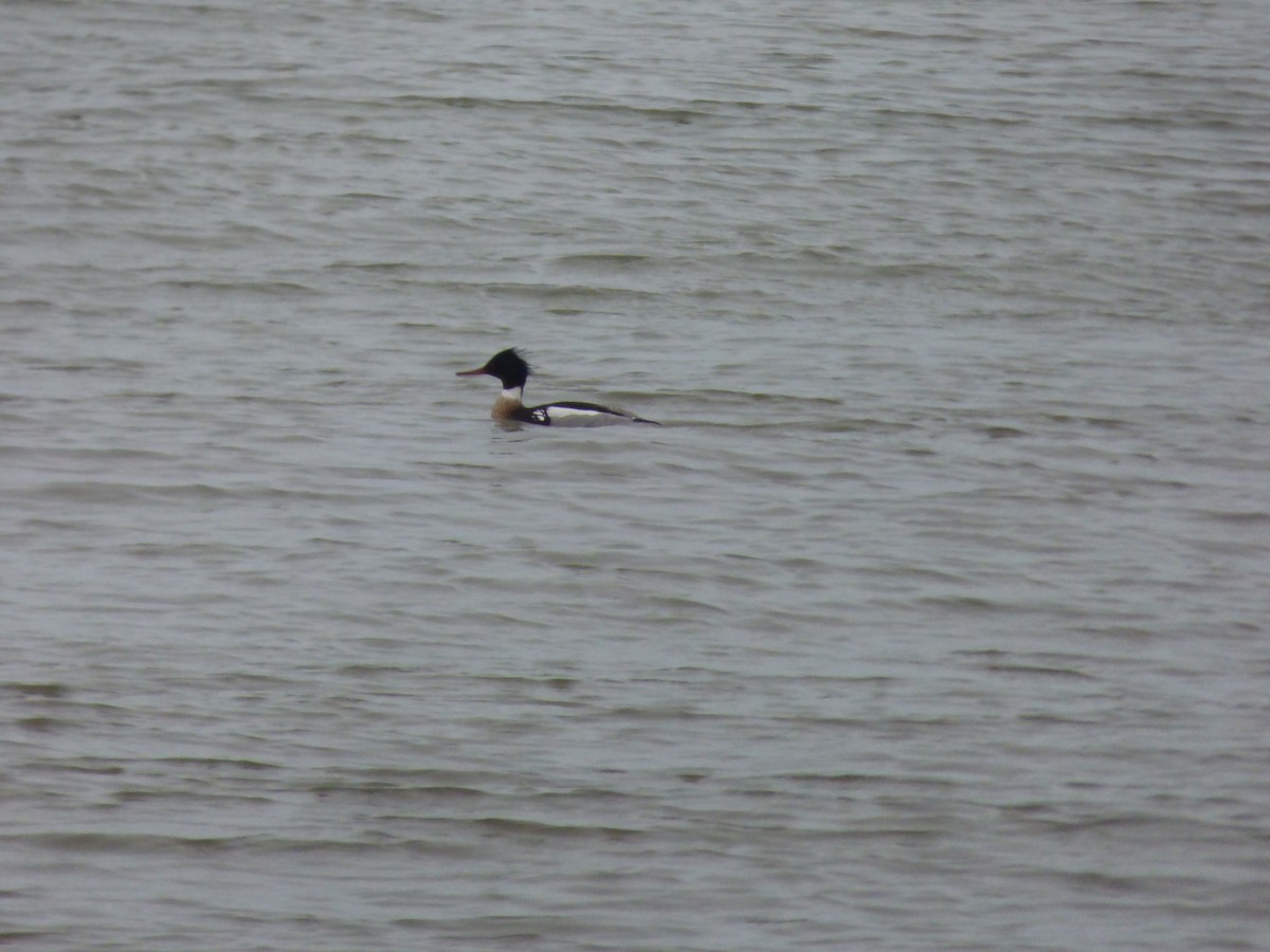 Red-breasted Merganser - Quinn F.