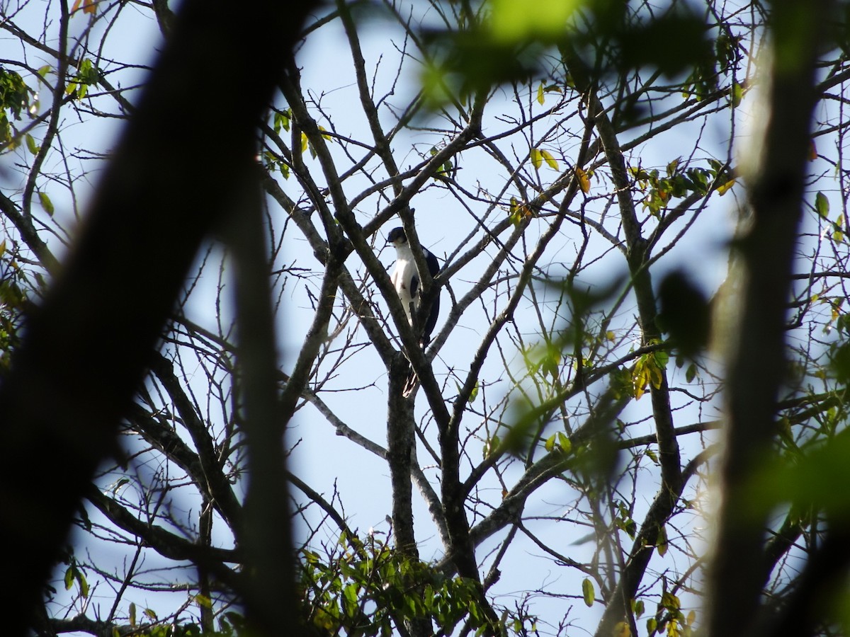 Kappenwaldfalke - ML529419821