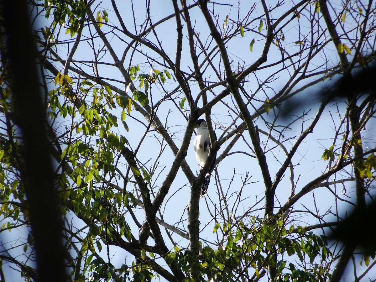 Kappenwaldfalke - ML529419831