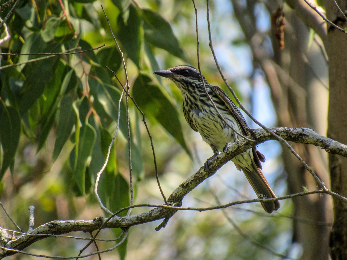 Streaked Flycatcher - ML529419971