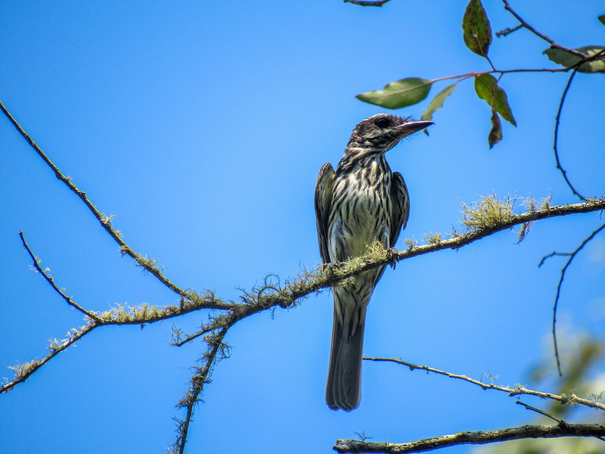 Streaked Flycatcher - ML529419981