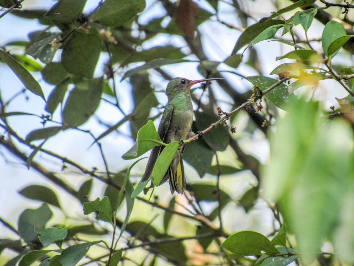 Gilded Hummingbird - ML529420751