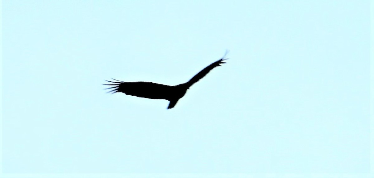 Turkey Vulture - ML529421481