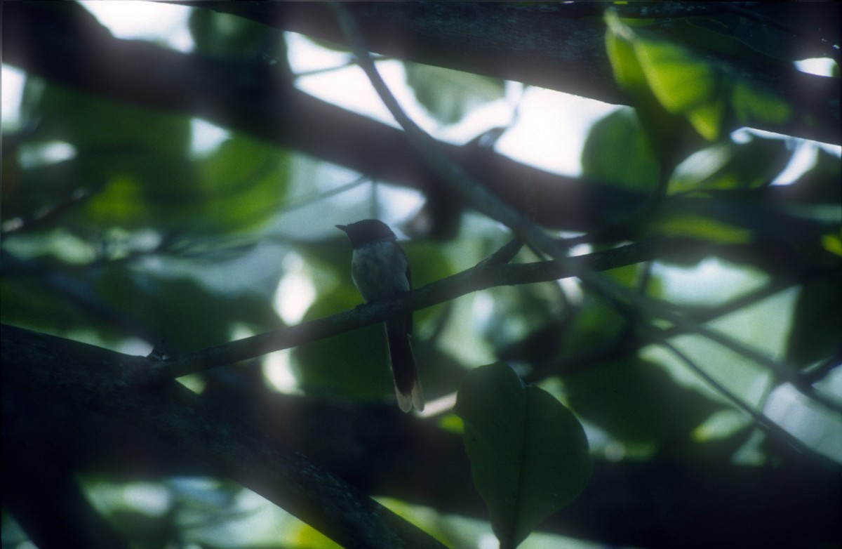 Seychelles Paradise-Flycatcher - Guy RUFRAY