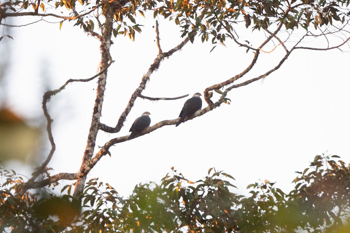 Buru Mountain-Pigeon - ML529423011