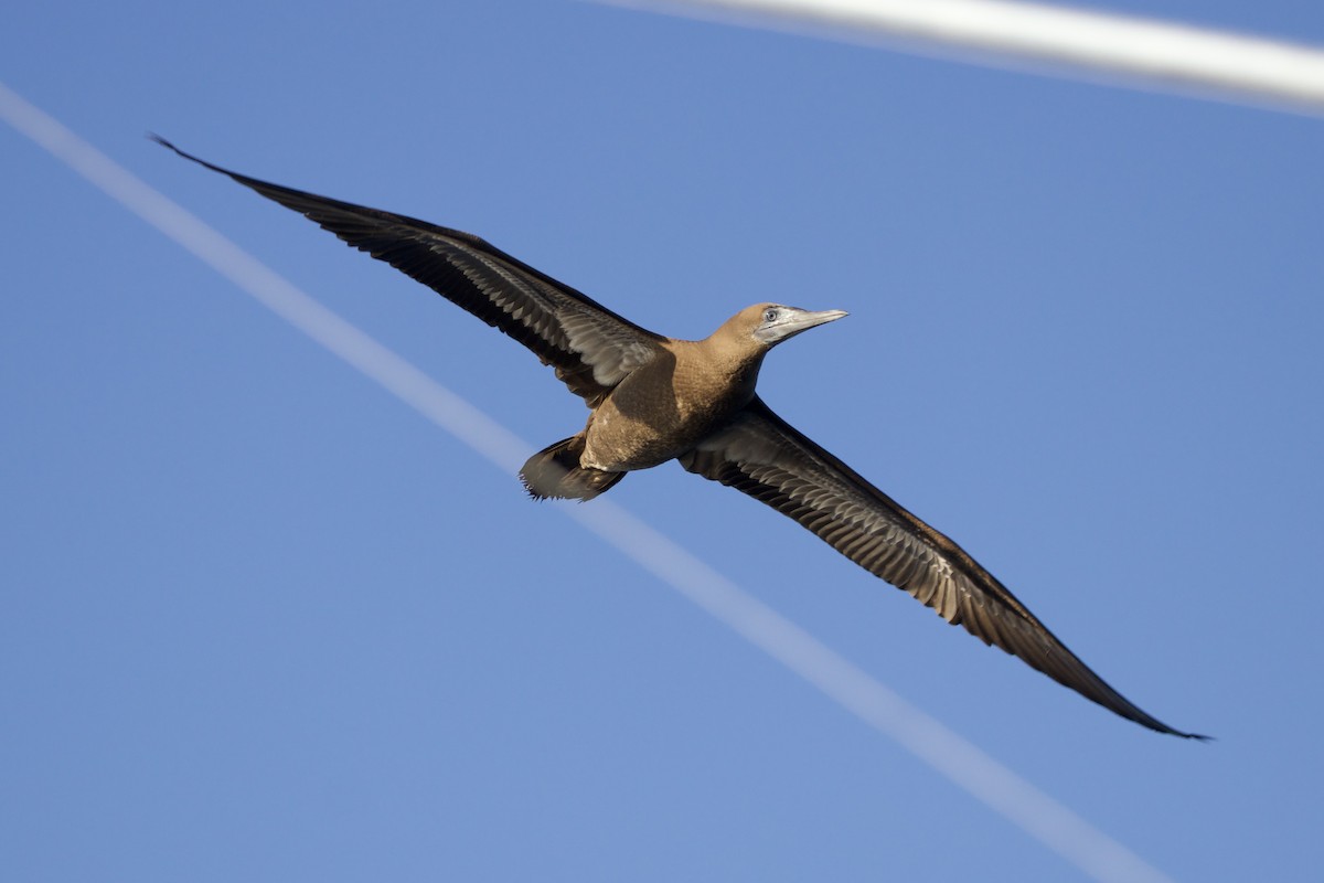 Brown Booby - Gerson Josue Castellanos Portillo