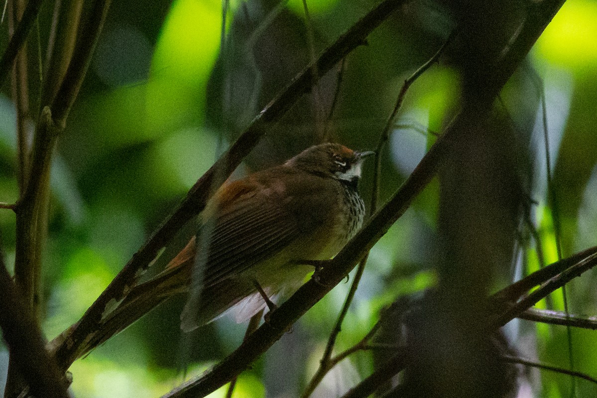 Australian Rufous Fantail - ML529423261