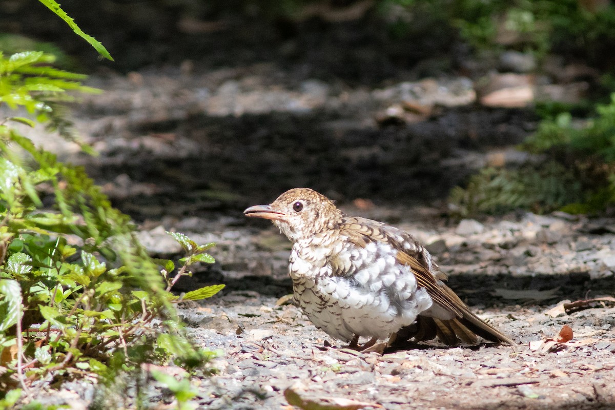 Bassian Thrush - ML529423291