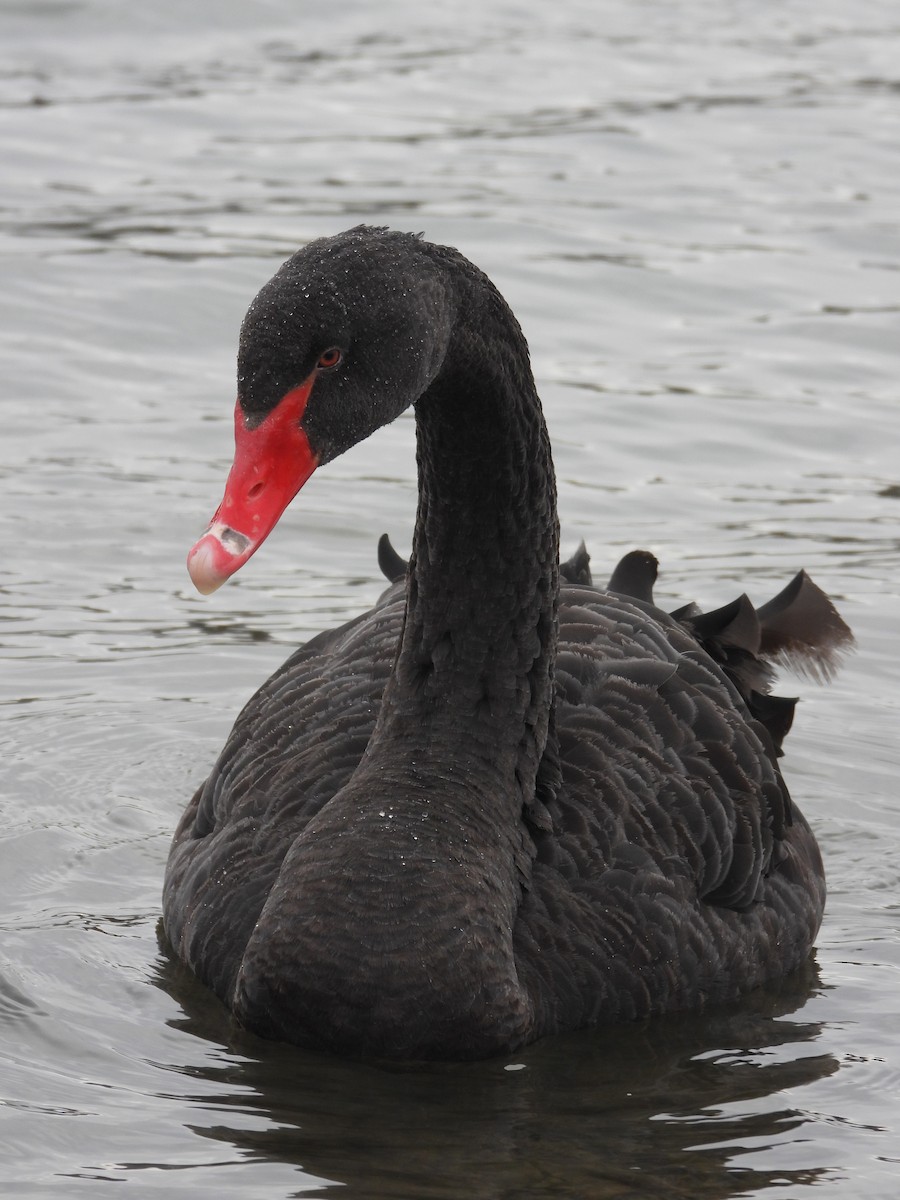 Cisne Negro - ML529423481