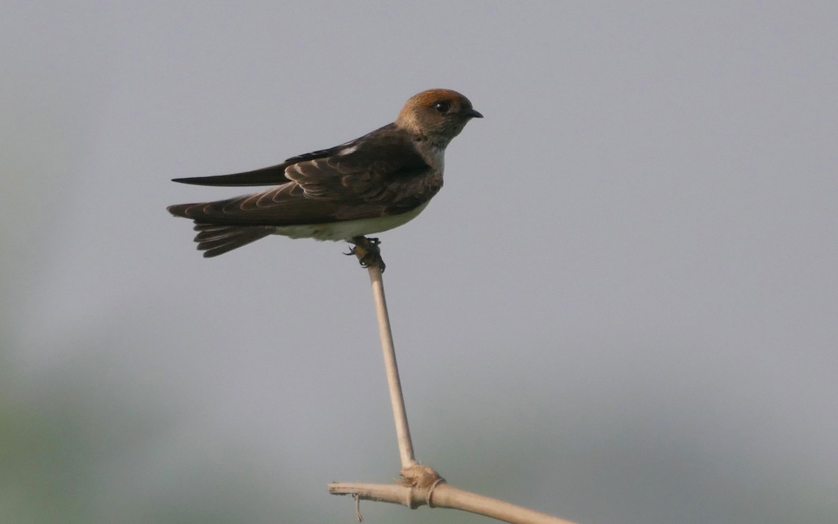 Streak-throated Swallow - Sandeep Biswas