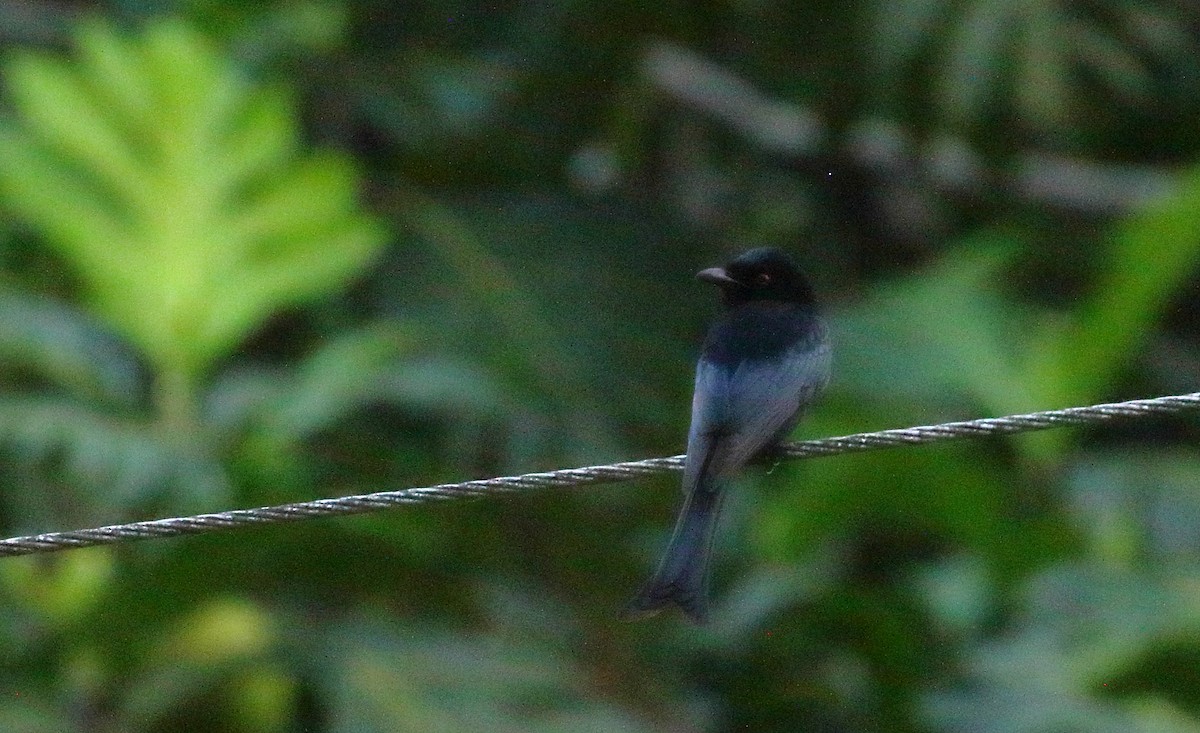 Velvet-mantled Drongo - Frank Weihe