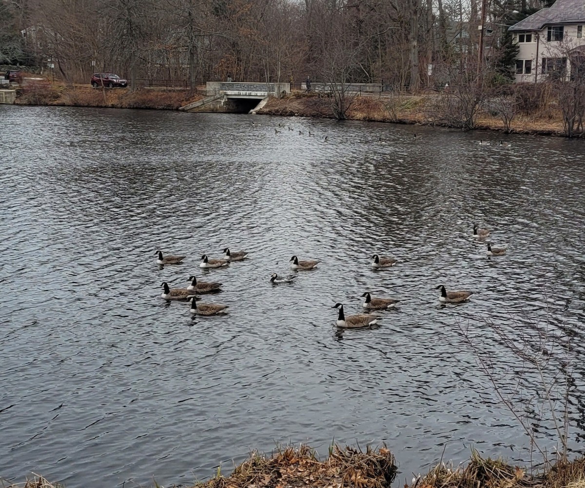 Barnacle Goose - ML529424291