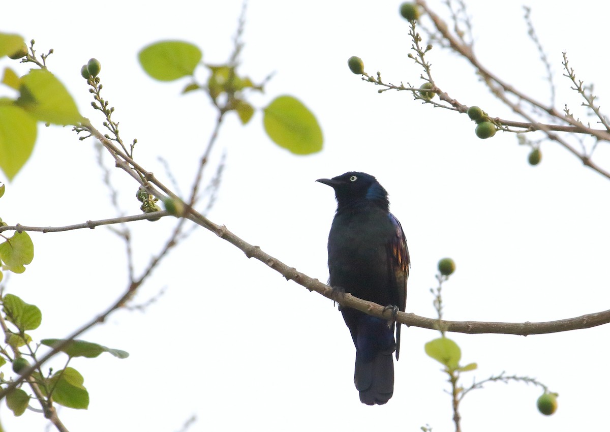 Principe Starling - Frank Weihe