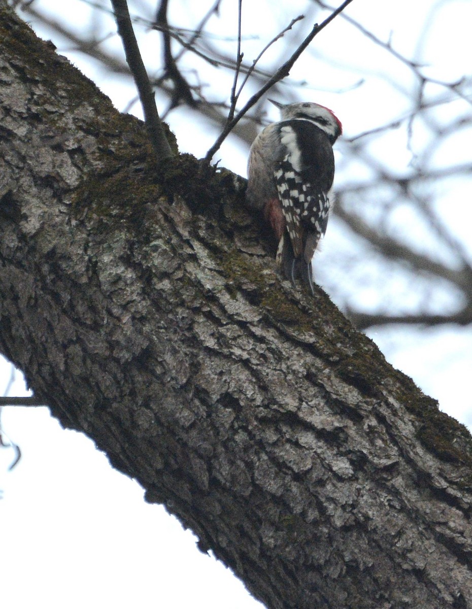 Middle Spotted Woodpecker - ML529424401