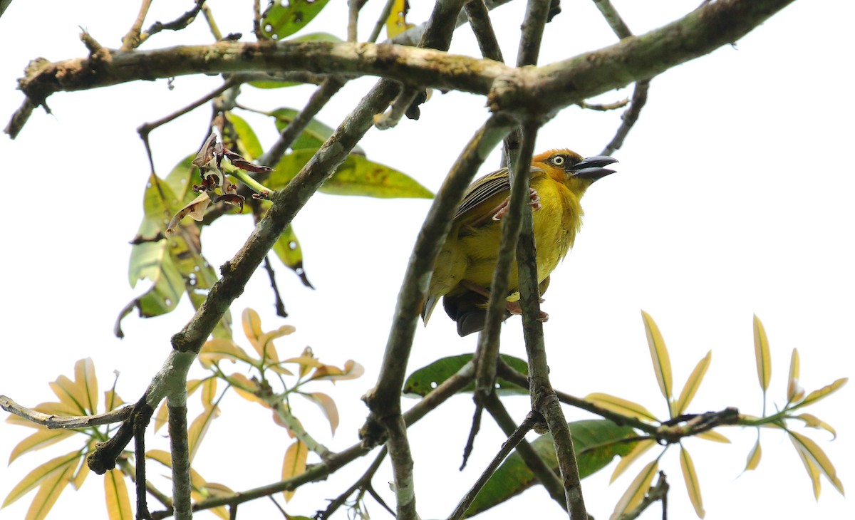 Principe Golden-Weaver - ML529424541